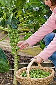 HARVESTING BRUSSEL SPROUTS