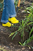 LIFTING AND HARVESTING SCORZONERA (SALSIFY)