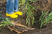 LIFTING AND HARVESTING SCORZONERA (SALSIFY)