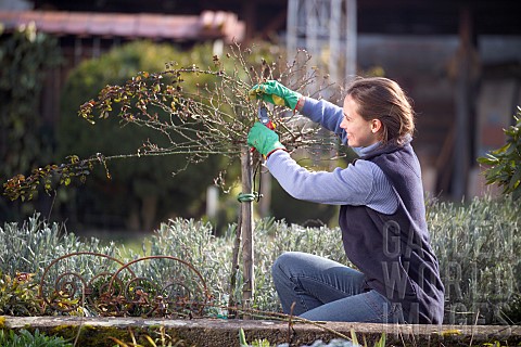 PRUNING_STANDARD_ROSE