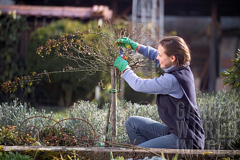 PRUNING_STANDARD_ROSE