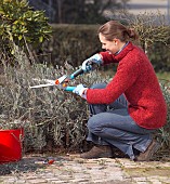 TRIMMING LAVANDULA