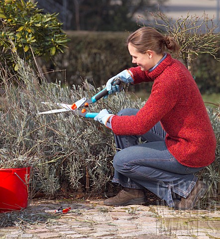 TRIMMING_LAVANDULA