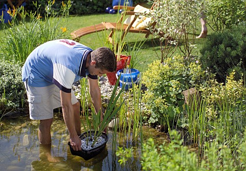 PLANTING_UP_POND_WIH_PLANTS_WATER_GARDEN_MAINTENANCE_WORK