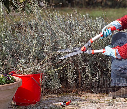 TRIMMING_LAVANDULA
