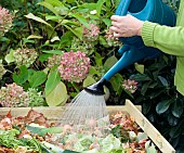 WATERING COMPOST HEAP