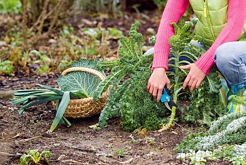 HARVESTING_KALE