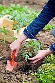 PLANTING TOMATO PLANTS IN VEGETABLE PLOT