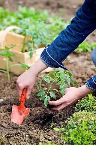 PLANTING_TOMATO_PLANTS_IN_VEGETABLE_PLOT