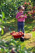CHILD COLLECTING APPLES