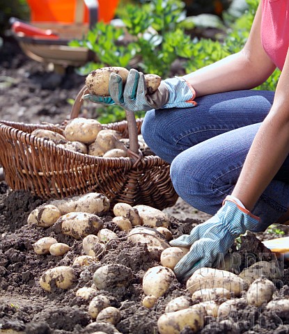 HARVESTING_POTATOES_IN_SUMMER