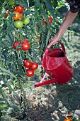WATERING TOMATO PLANTS