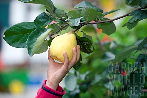 PICKING_QUINCE