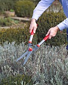 TRIMMING LAVANDULA