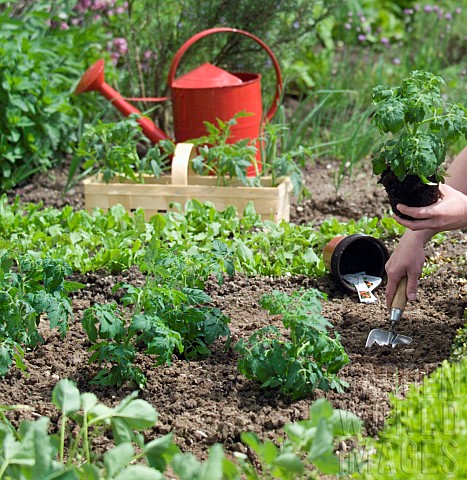 PLANTING_TOMATO_PLANTS