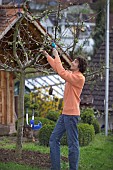 MAN PRUNING - CUTTING APPLE FRUIT TREE IN EARLY SPRINGTIME WITH SAW