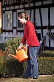 WATERING BUXUS HEDGE