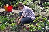 HARVESTING VEGETABLES FROM THE KITCHEN GARDEN