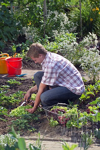 HARVESTING_VEGETABLES_FROM_THE_KITCHEN_GARDEN