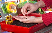 SOWING SEEDS - COREOPSIS