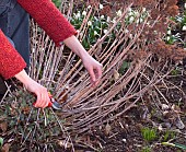 CUTTING BACK SEDUM TELEPHIUM