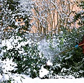 REMOVING SNOW FROM EVERGREEN SHRUB,  PRUNUS LAUROCERASUS