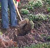 DIVIDING SEDUM TELEPHIUM