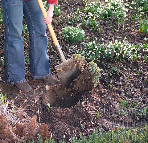 DIVIDING_SEDUM_TELEPHIUM