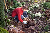 DIVIDING SEDUM TELEPHIUM