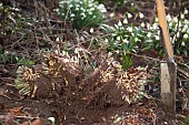 DIVIDING SEDUM TELEPHIUM
