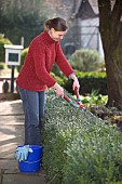 TRIMMING BUXUS HEDGE