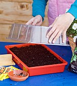 COVERING MARIGOLD SEED TRAY