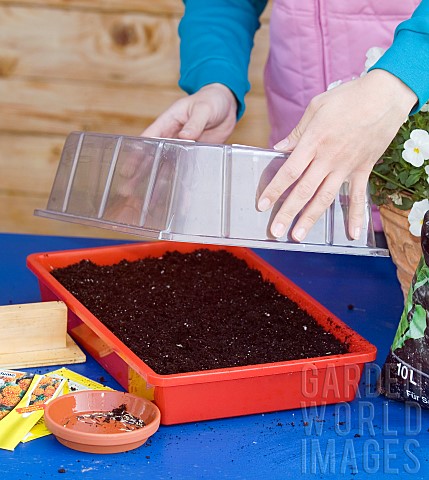 COVERING_MARIGOLD_SEED_TRAY