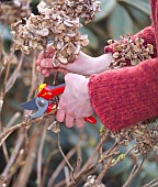 CUTTING BACK HYDRANGEA MACROPHYLLA