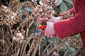 CUTTING BACK HYDRANGEA MACROPHYLLA