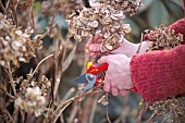 CUTTING BACK HYDRANGEA MACROPHYLLA