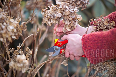 CUTTING_BACK_HYDRANGEA_MACROPHYLLA