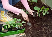 PLANTING CURBITA PLANTS IN GREENHOUSE