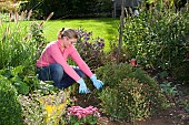 TIDYING THE AUTUMN GARDEN CUTTING BACK PERENNIALS