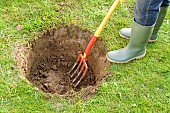 TREE PLANTING - LABURNUM