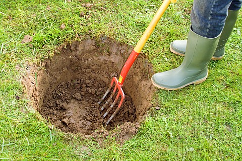 TREE_PLANTING__LABURNUM