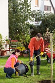 TREE PLANTING - LABURNUM