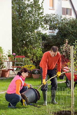 TREE_PLANTING__LABURNUM