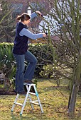 TREE PRUNING