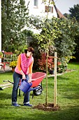 TREE PLANTING - LABURNUM