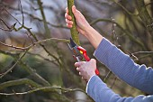 TREE PRUNING