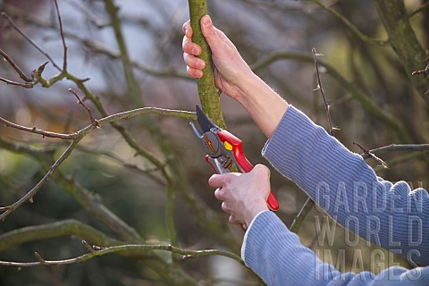 TREE_PRUNING