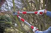 TREE PRUNING