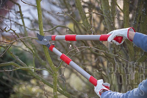 TREE_PRUNING