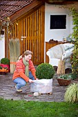 WINTER PROTECTION.  LADY WRAPPING BUXUS CONTAINER TO PROTECT ROOTS WITH BUBBLE WRAP FOR INSULATION.